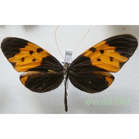 Melinaea mnasias comma Forbes, 1927 Ecuador 85mm65d